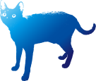 blackcat